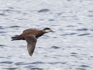 นกเพศผู้ชุดขนฤดูผสมพันธุ์ - Caleb Putnam - ML302126591