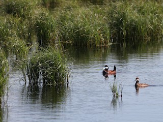 - Ruddy Duck
