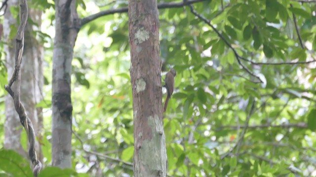 Long-tailed Woodcreeper - ML302128011