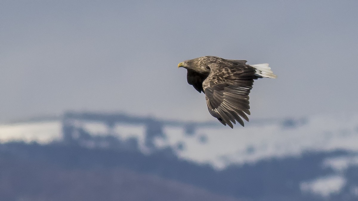 White-tailed Eagle - Engin BIYIKOĞLU