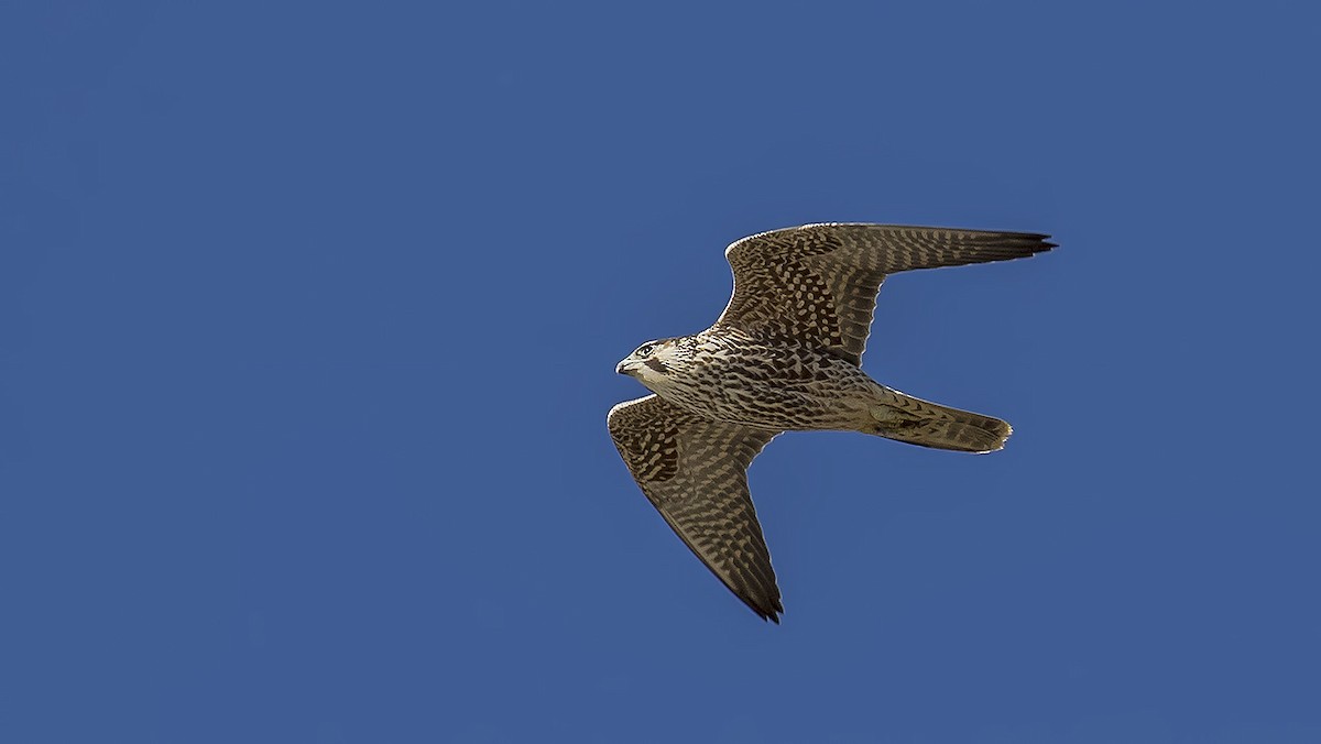 Peregrine Falcon - Engin BIYIKOĞLU