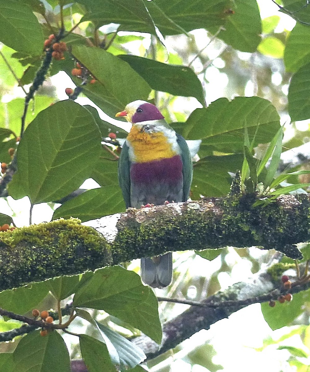 Yellow-breasted Fruit-Dove - Howie Nielsen