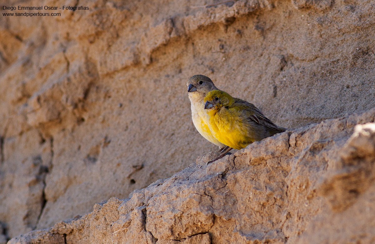 Patagonian Yellow-Finch - ML302133271