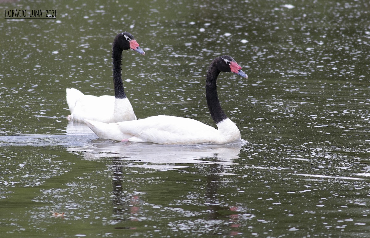 Black-necked Swan - Horacio Luna