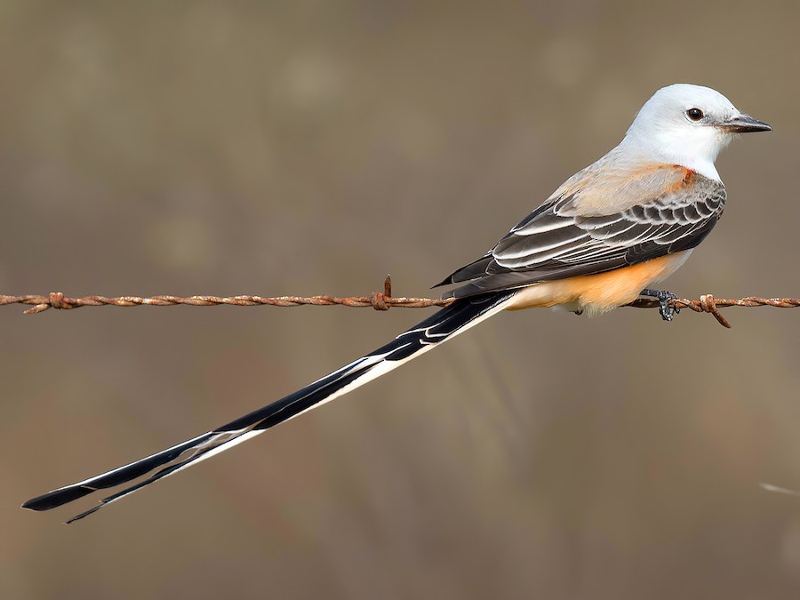 Tyran à longue queue - eBird