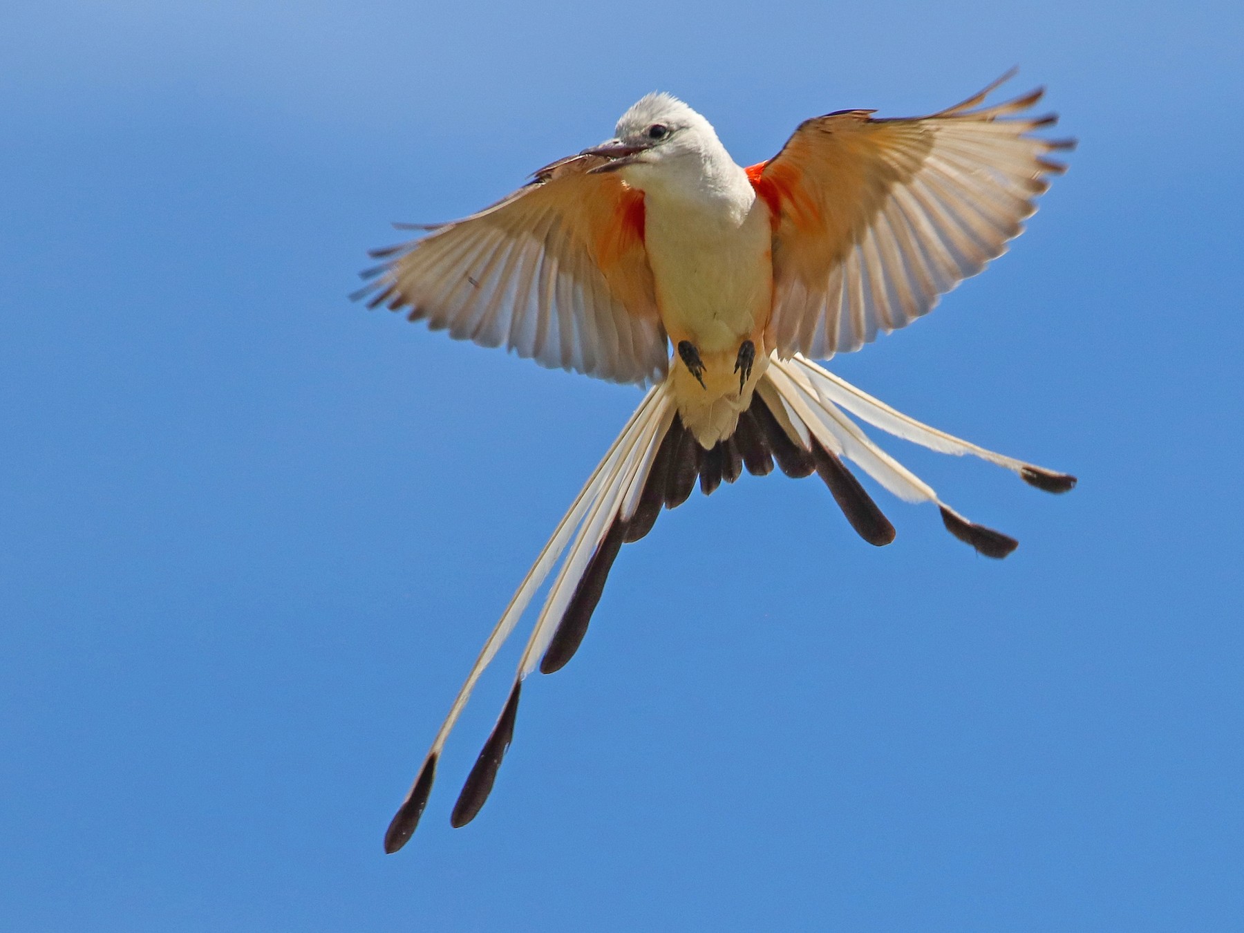 Scissor-tailed Flycatcher - Martina Nordstrand