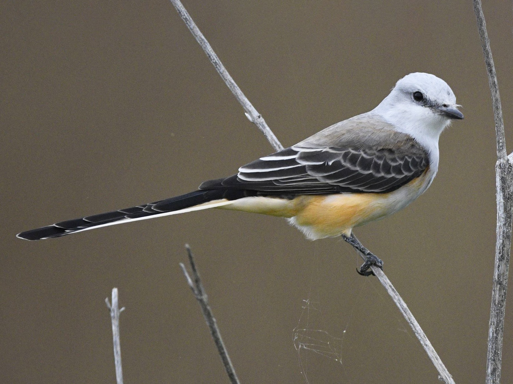 Scissor-tailed Flycatcher - Peter Billingham