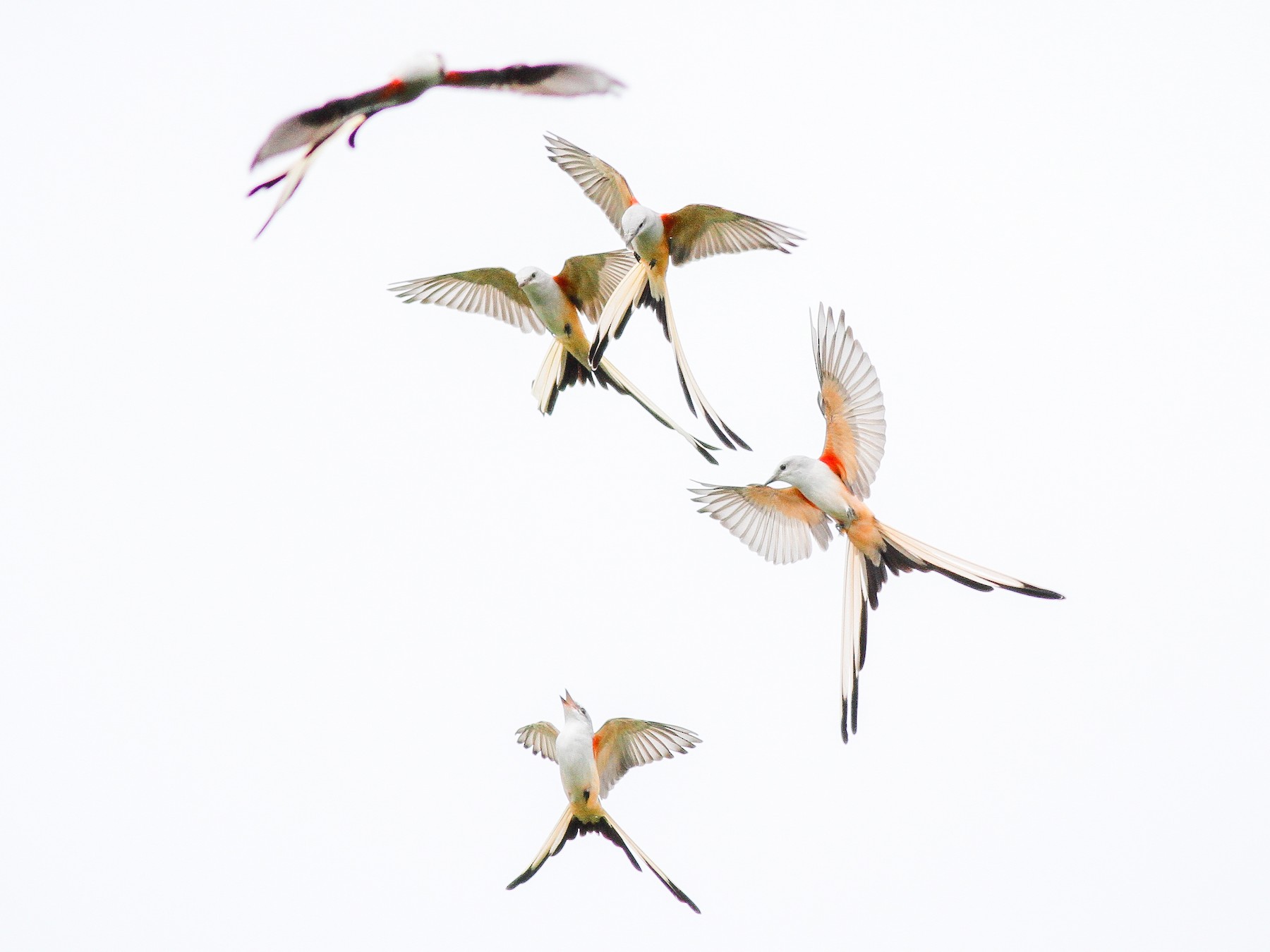 Scissor-tailed Flycatcher - Jesse Watson