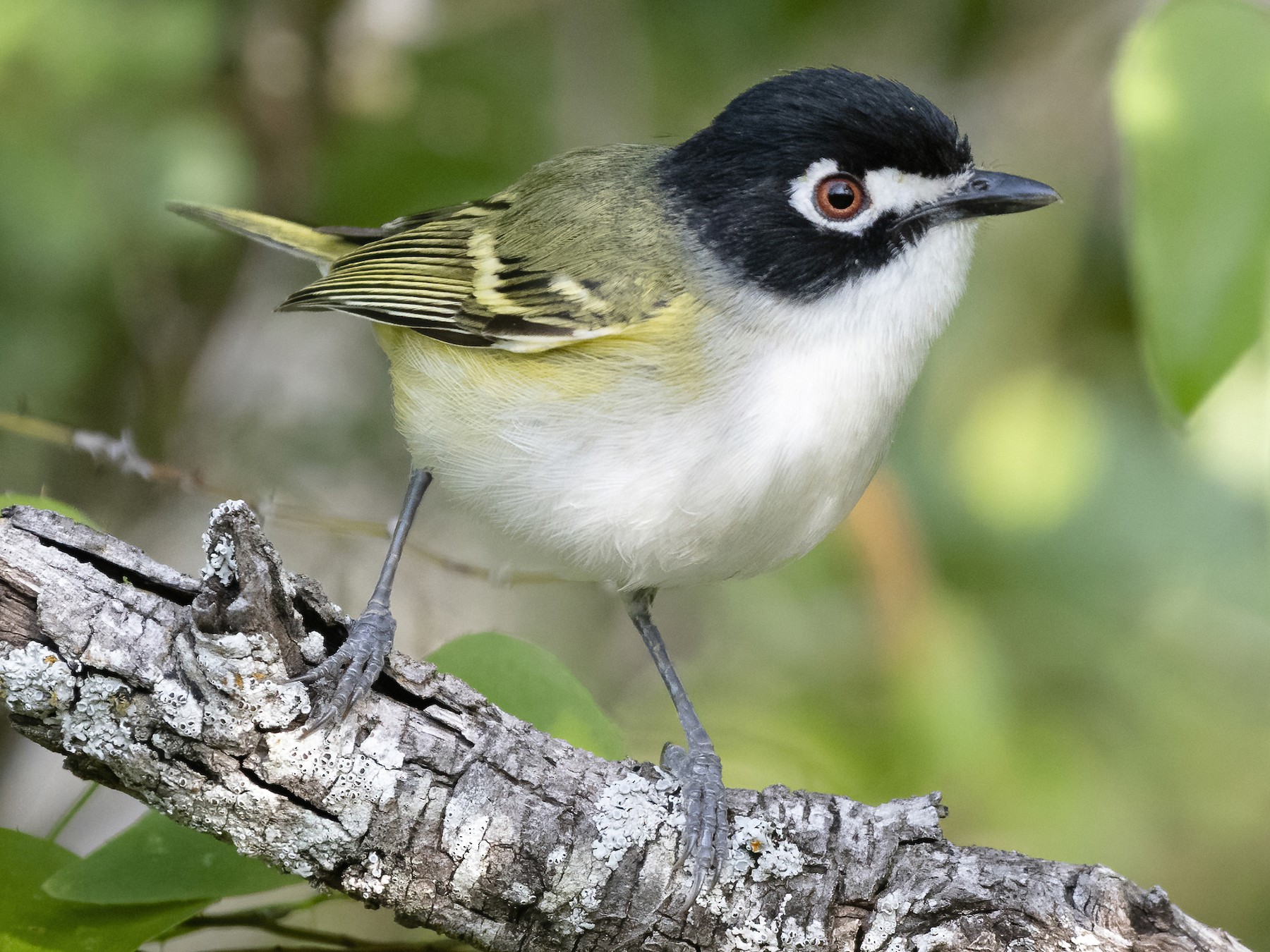 Black-capped Vireo - Bryan Calk