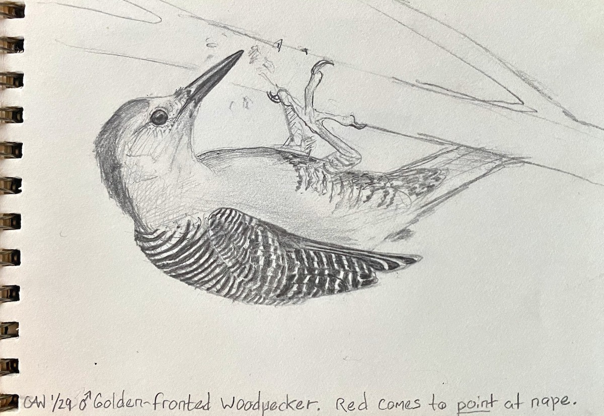 Golden-fronted Woodpecker - Gabriel Willow