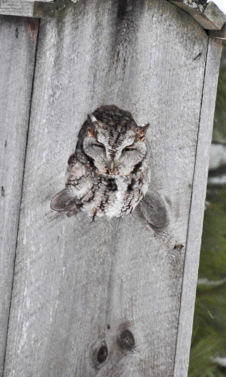 Eastern Screech-Owl - ML302143591