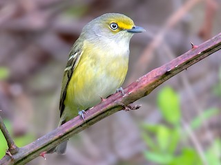  - White-eyed Vireo