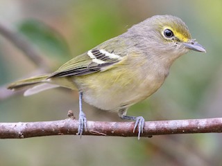  - White-eyed Vireo