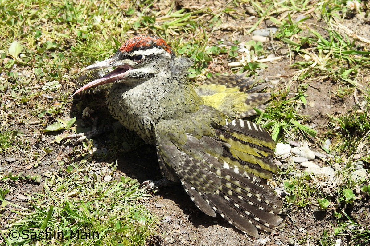 Scaly-bellied Woodpecker - Sachin  Main