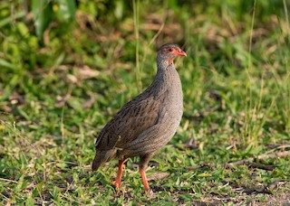  - Red-necked Spurfowl