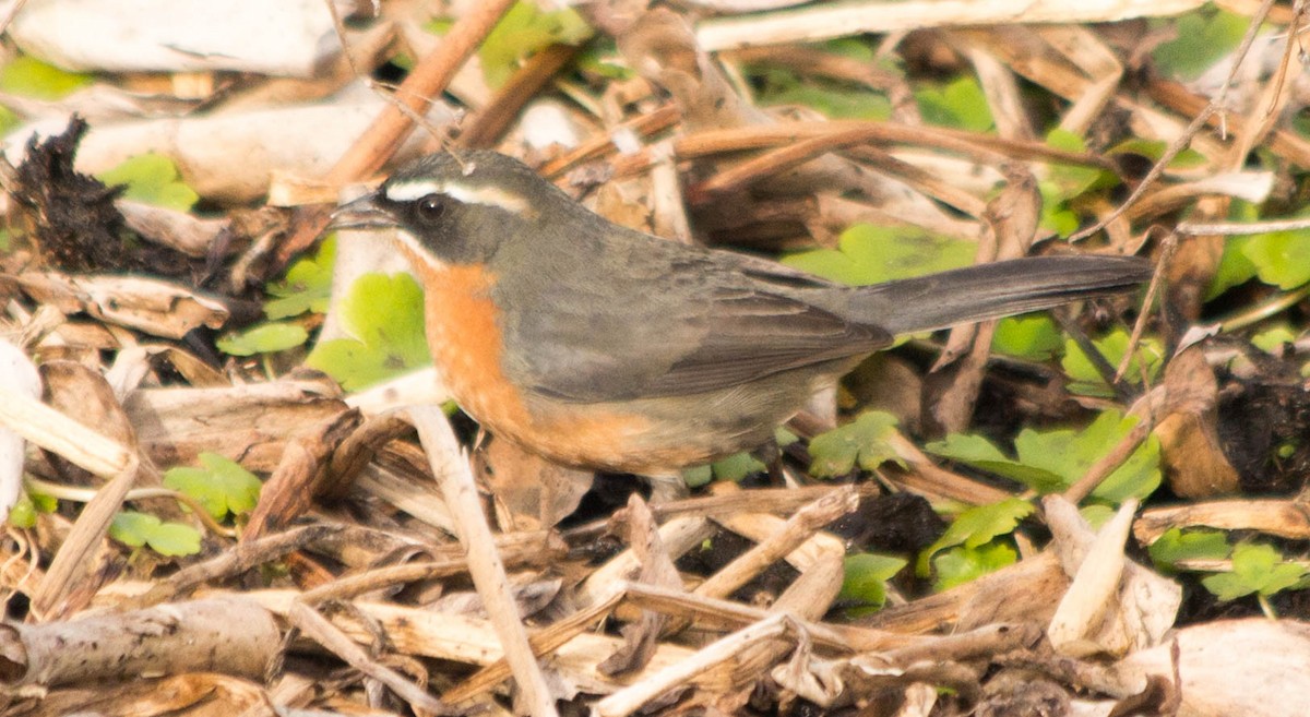 Black-and-rufous Warbling Finch - ML30216271