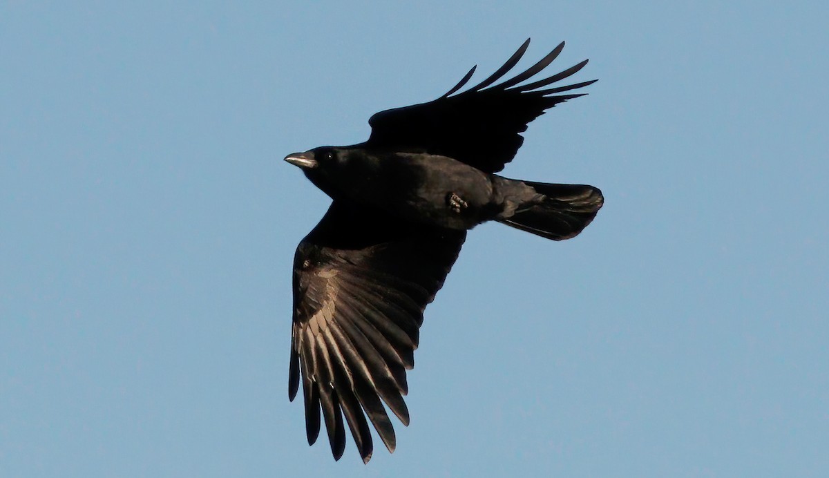 American Crow - ML302165191