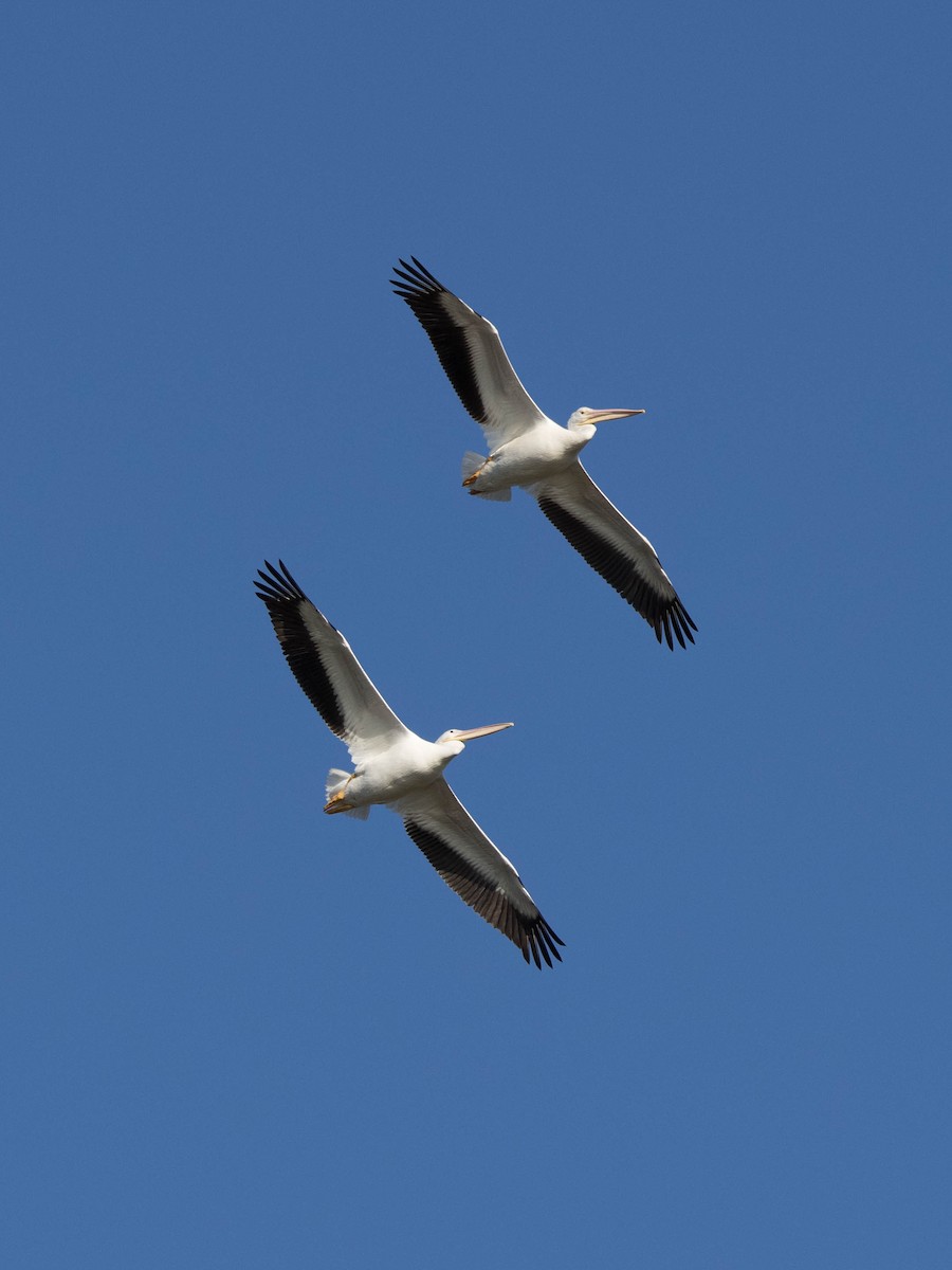 American White Pelican - ML302166051