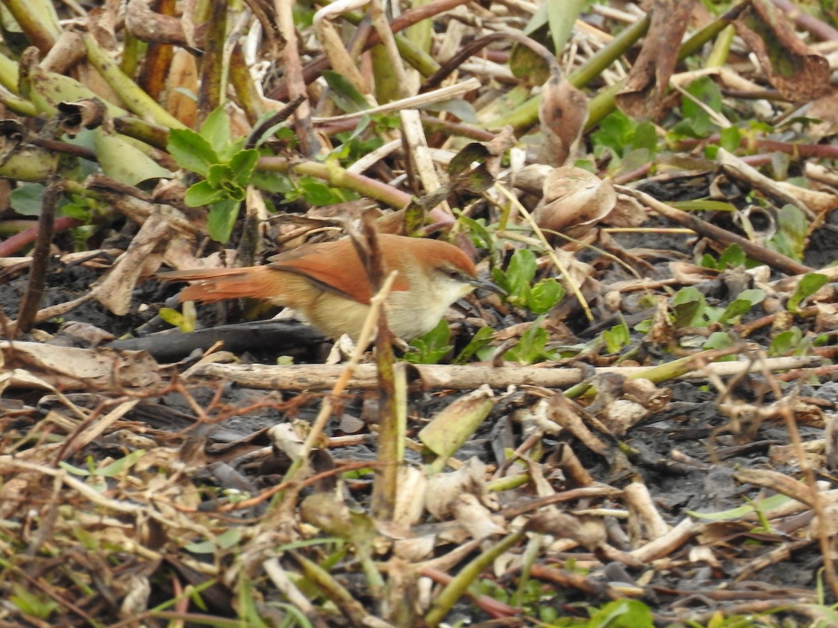 Yellow-chinned Spinetail - ML30216691