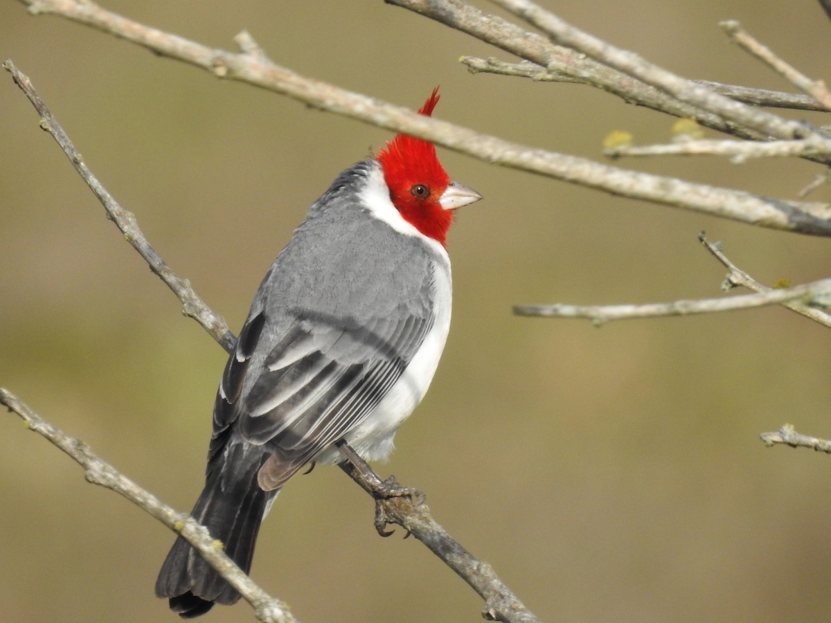 Red-crested Cardinal - ML30216711