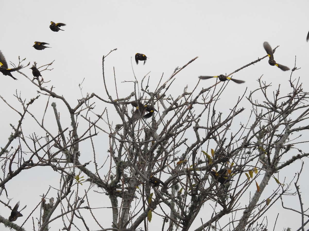 Yellow-winged Blackbird - Cláudio Jorge De Castro Filho