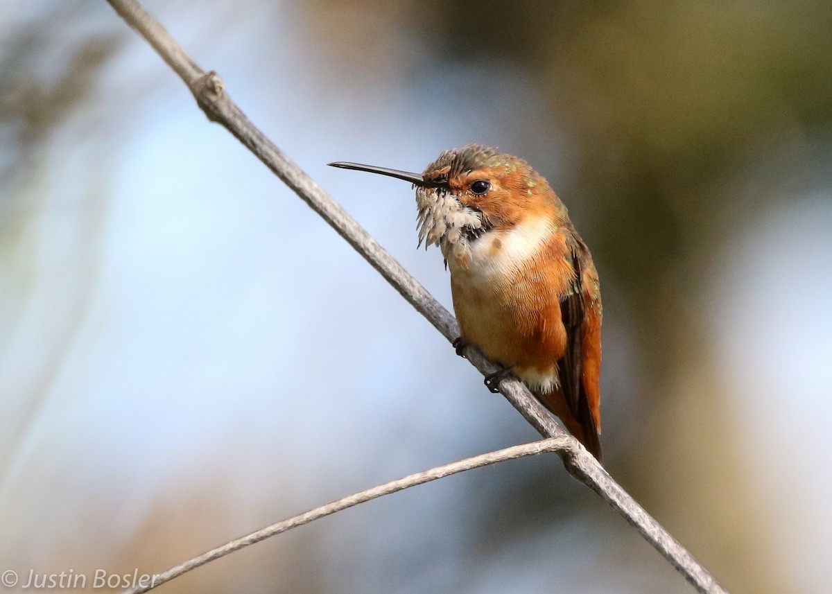 Allen's Hummingbird - Justin Bosler