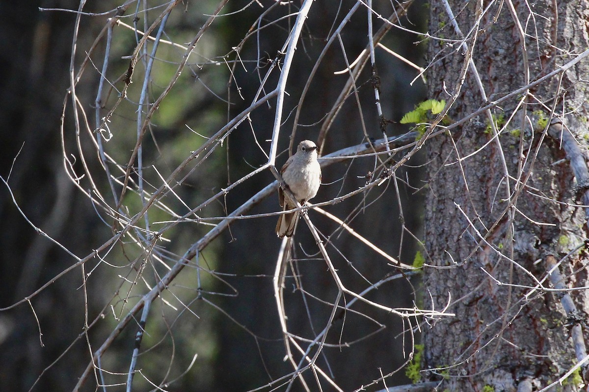 Townsend's Solitaire - ML30217671
