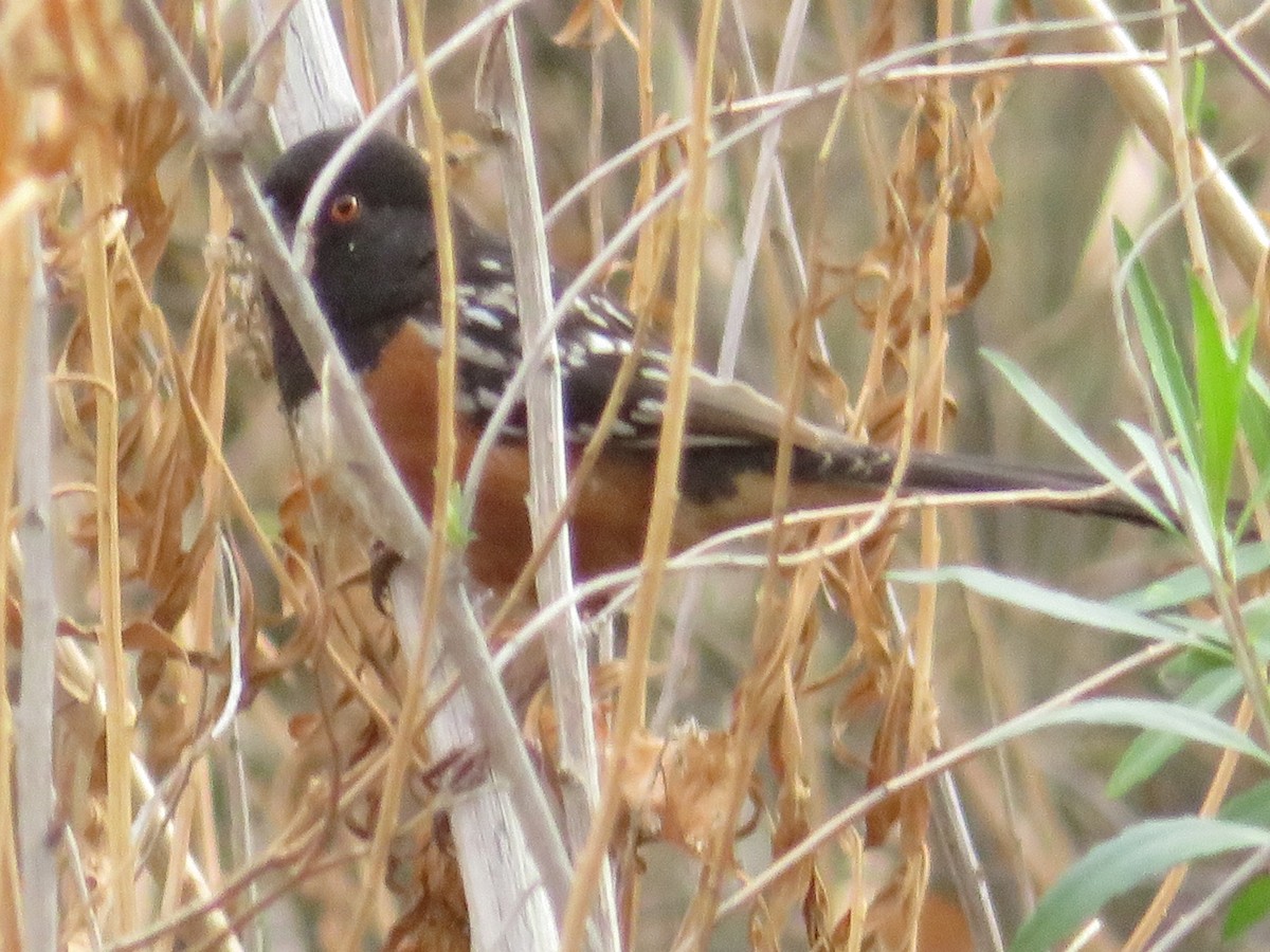 Spotted Towhee - ML302178561