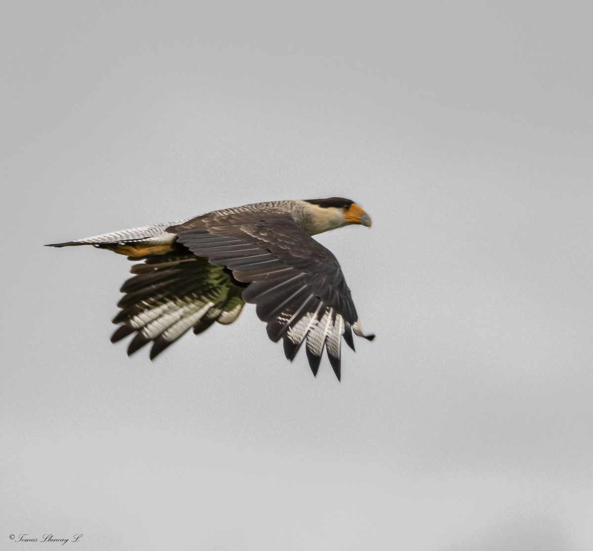 Crested Caracara (Southern) - ML302201461
