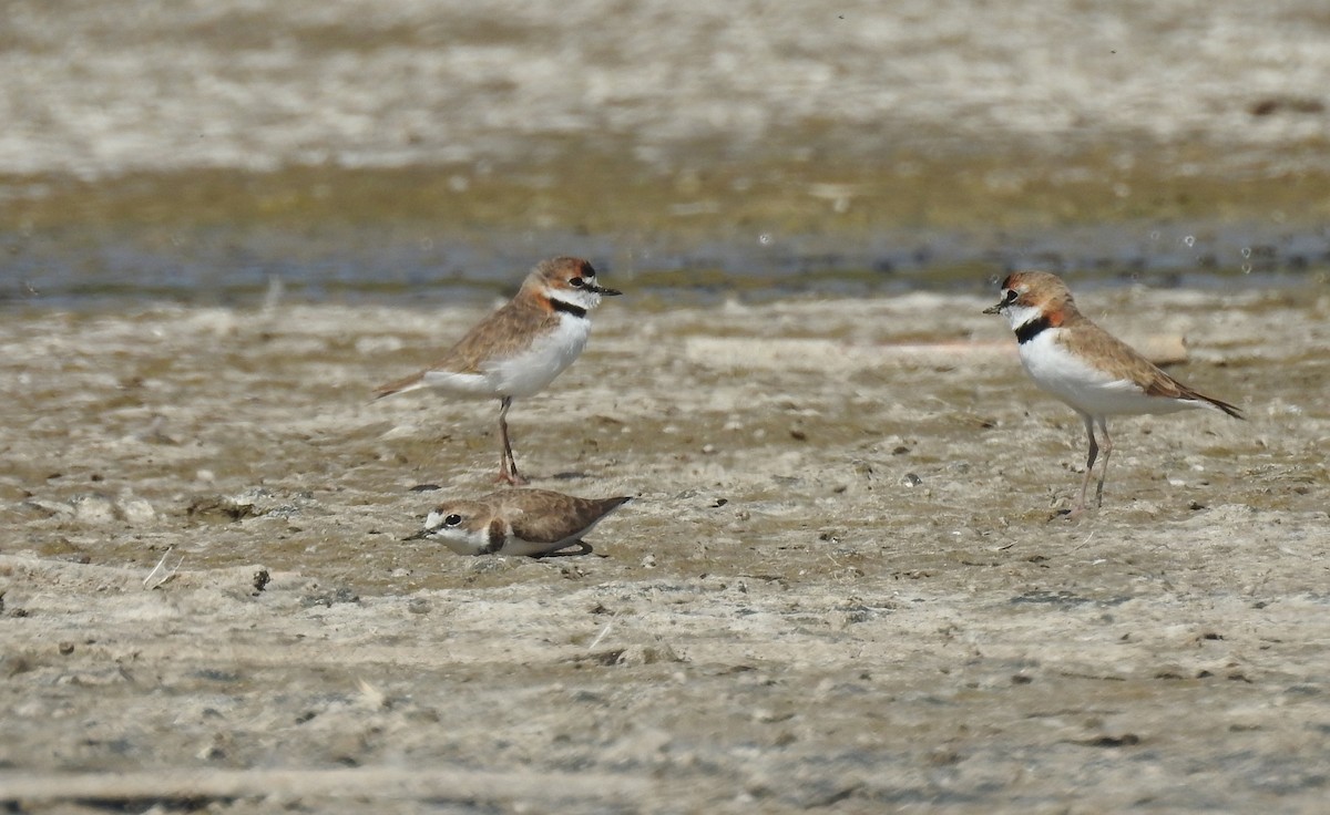 Collared Plover - ML302205571