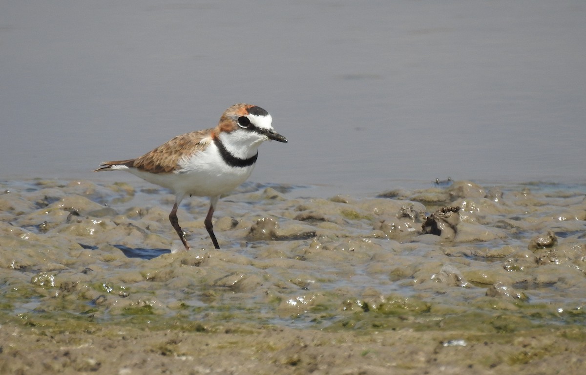 Collared Plover - ML302205591