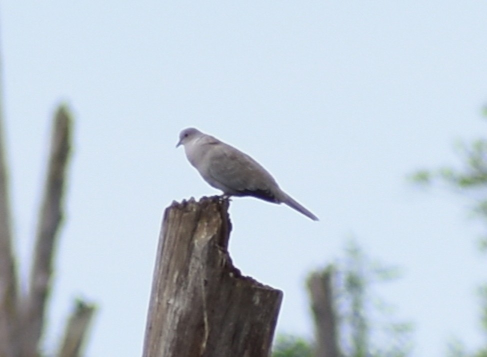 Eurasian Collared-Dove - ML302210561