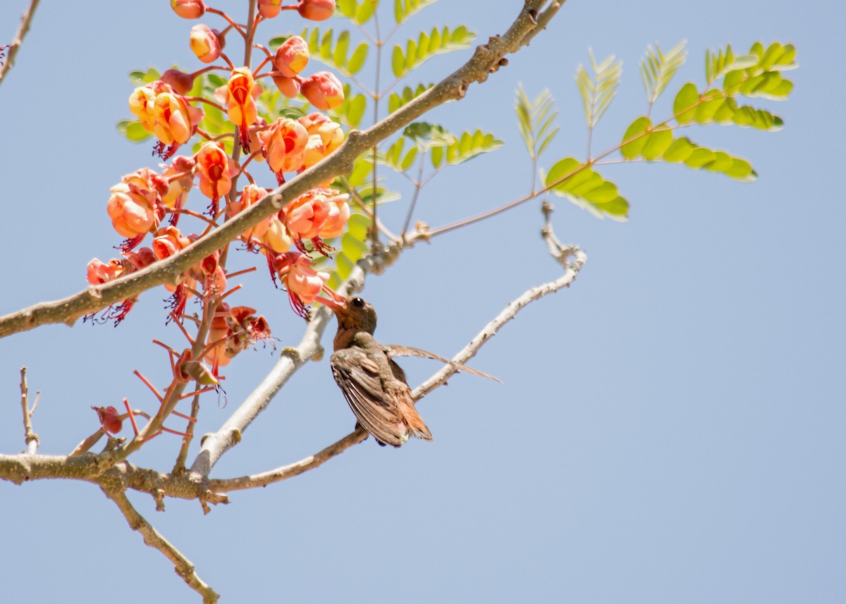 kolibřík ryšavý - ML30221281