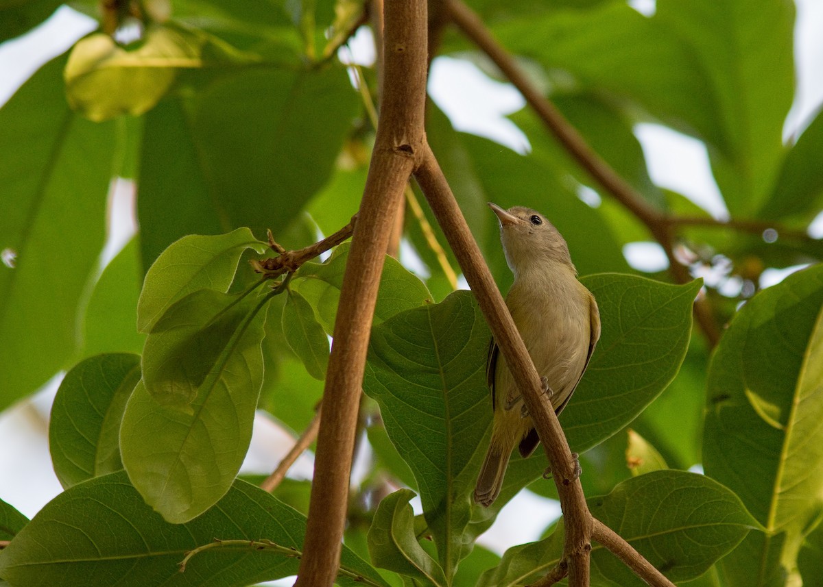 Lesser Greenlet - Tracy Patterson