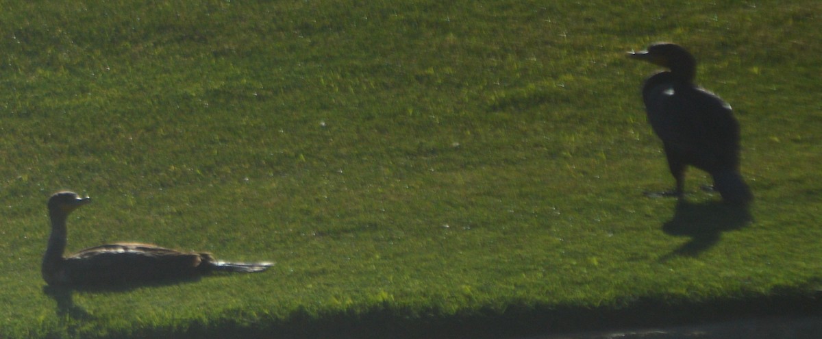 Double-crested Cormorant - ML30221651