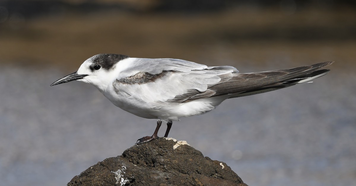 Common Tern (longipennis) - ML302218581