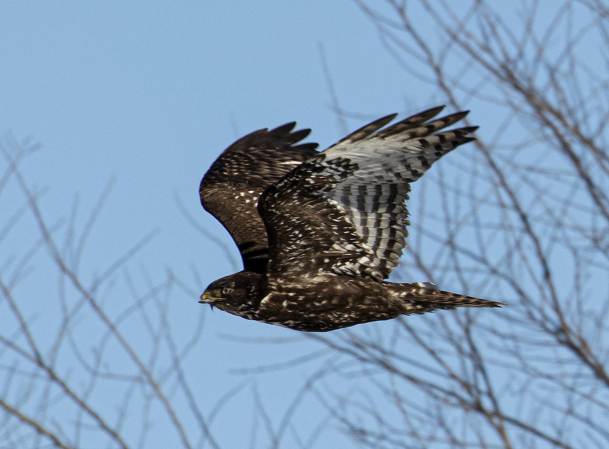Red-tailed Hawk (Harlan's) - ML302219281