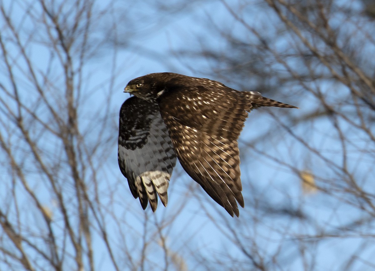 Red-tailed Hawk (Harlan's) - ML302219321