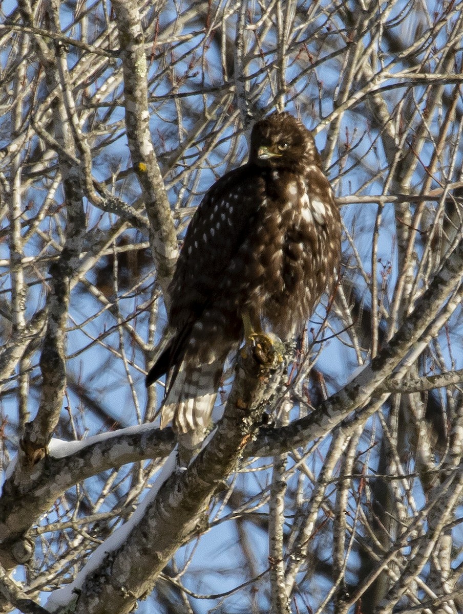 Red-tailed Hawk (Harlan's) - ML302219431