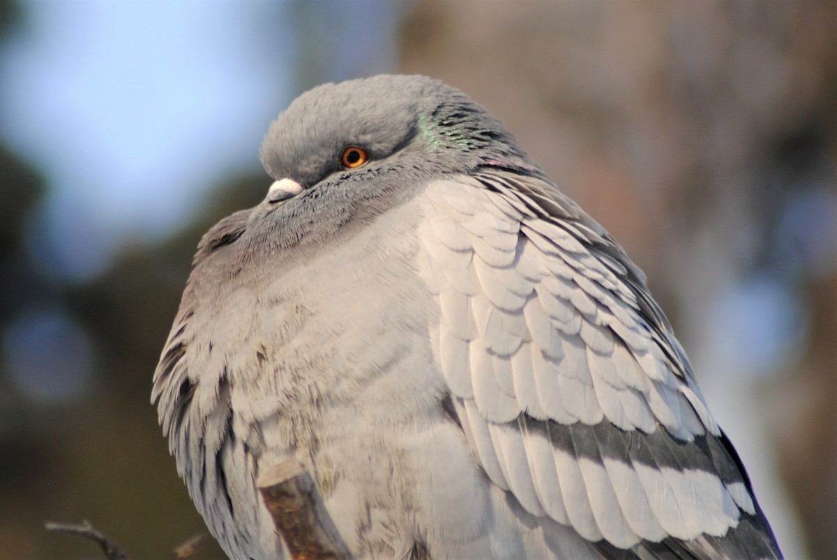 Rock Pigeon (Feral Pigeon) - Patrick Goa