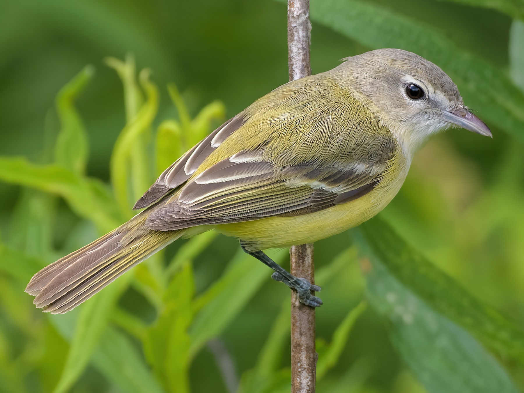 VIREO Bird Photos