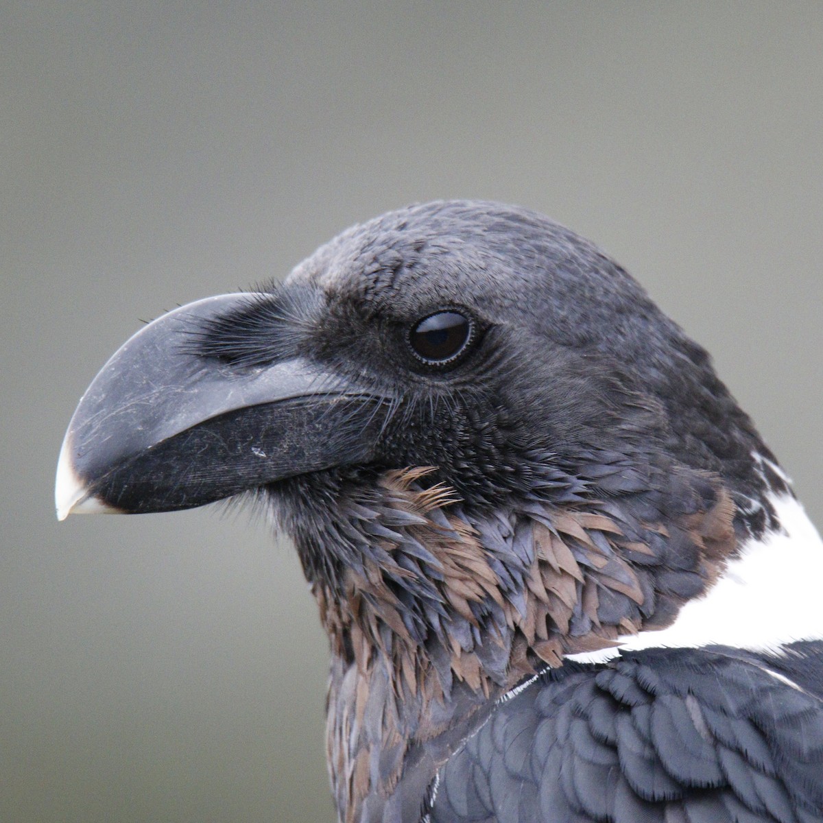 White-necked Raven - ML302226631