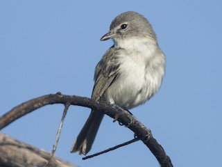 Vireo de Bell - eBird