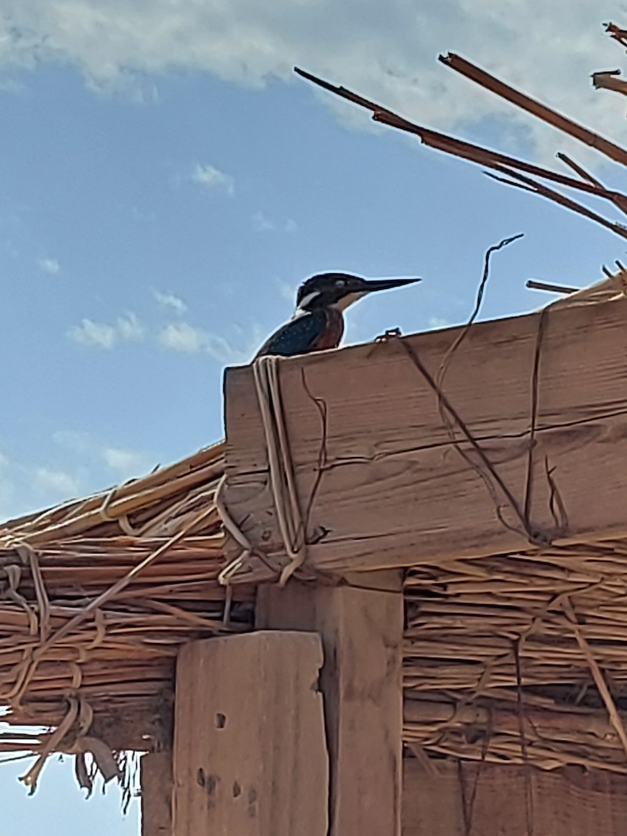 Common Kingfisher - Watter AlBahry