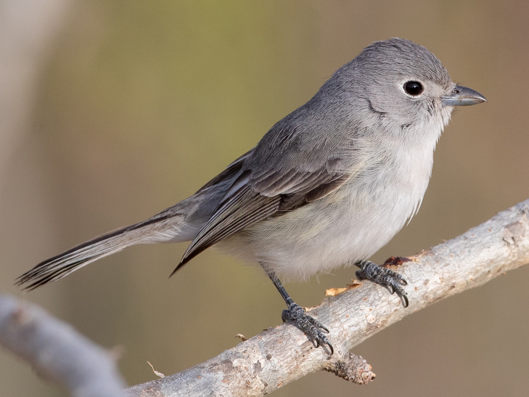 Gray vireo ebird