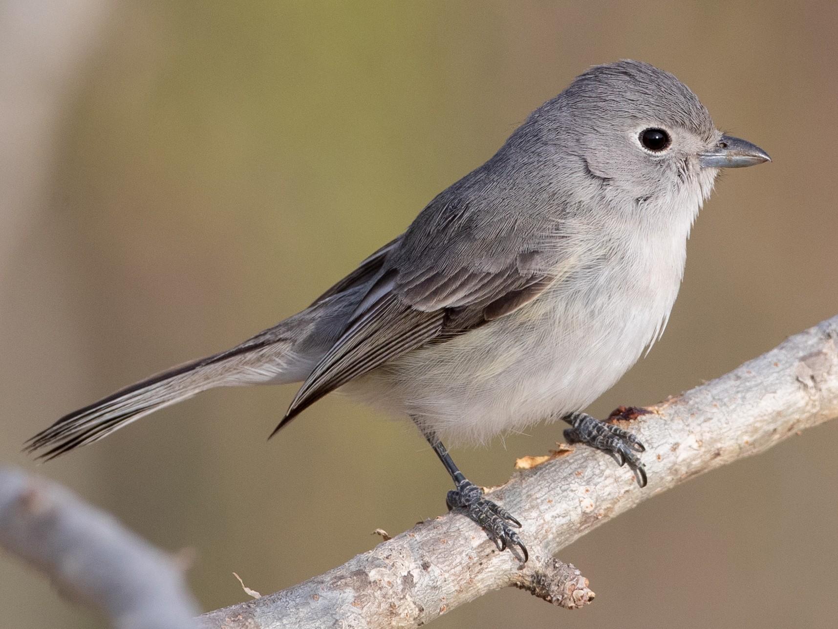 Gray Vireo - Ian Davies