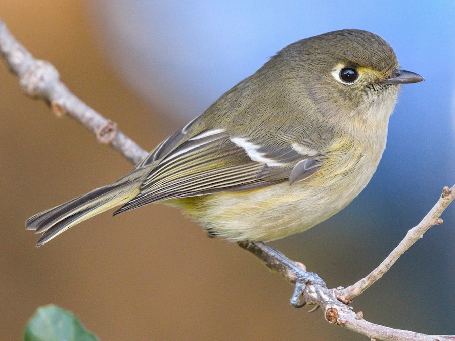 Hutton's Vireo - eBird