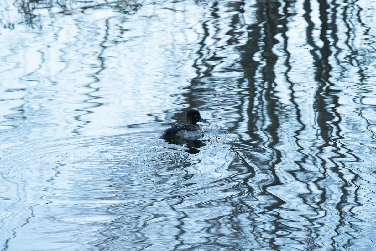 Tufted Duck - ML302237581