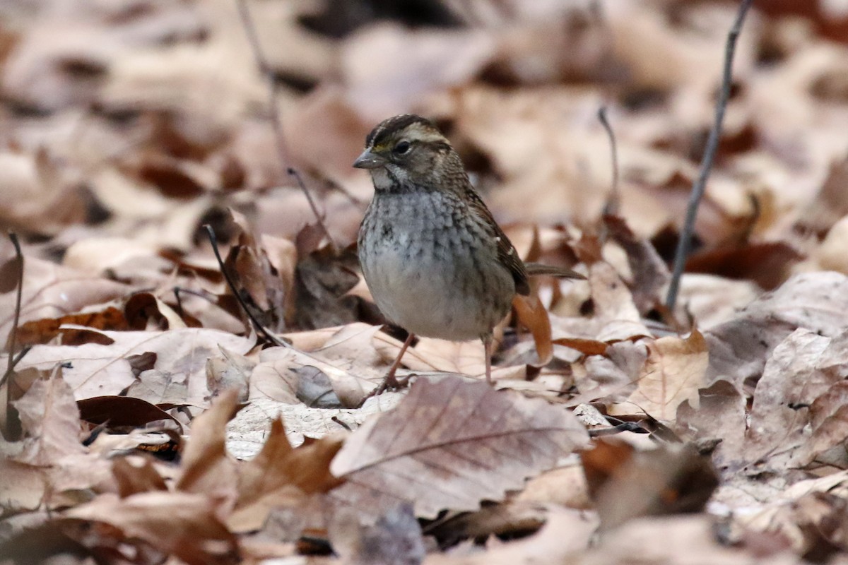 White-throated Sparrow - ML302239361