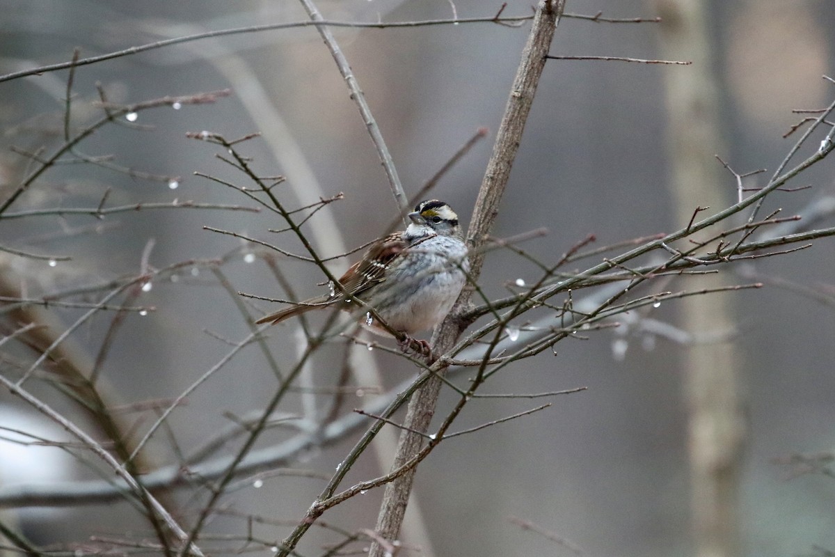 White-throated Sparrow - M Lombard